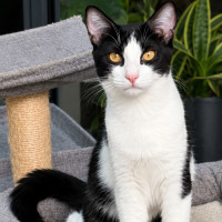 Photo of Nugget
