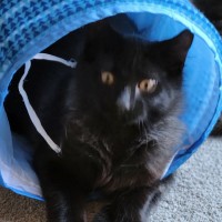 Photo of Memphis ^^Dandy Cat Rescue^^