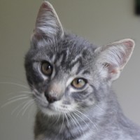 Photo of Cinder