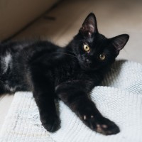 Photo of Cola