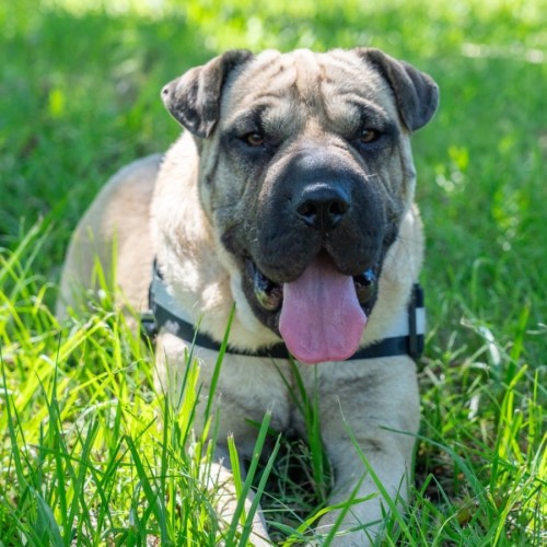 Loki - Shar Pei Dog