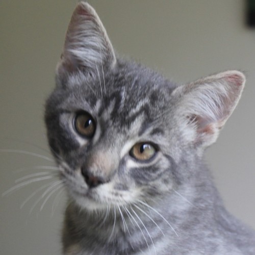 Cinder - Domestic Short Hair (DSH) Cat