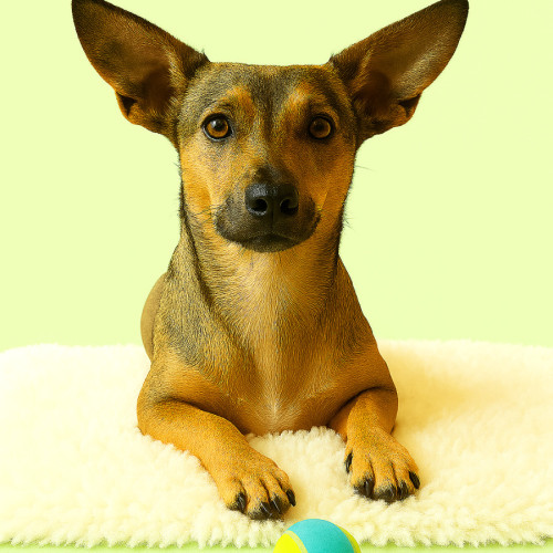 Sprout - Dachshund (Miniature Smooth Haired) Dog