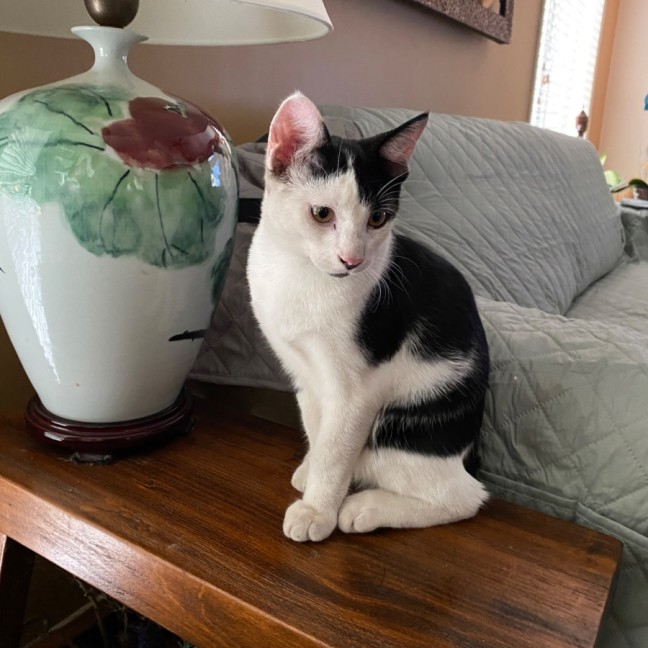 Photo of $300 Pirate 🐾