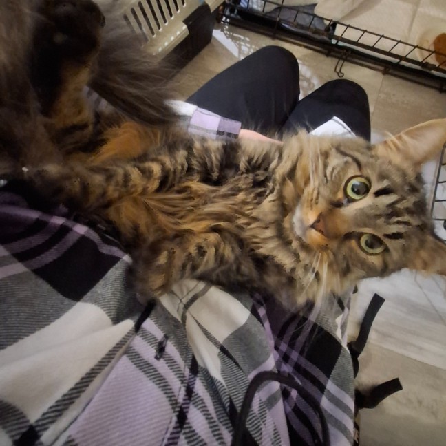 Photo of Puddin