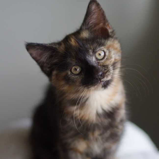 Photo of 🌷 Peppa 🌷