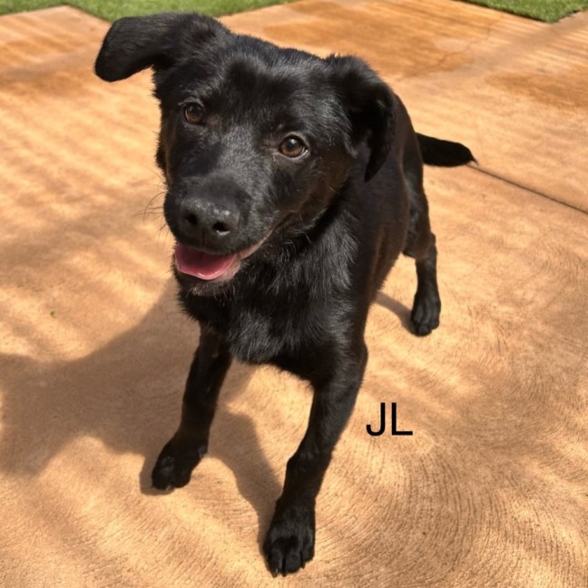 Photo of Jerry Lewis