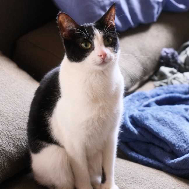 Photo of Bunny