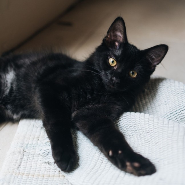 Photo of Cola