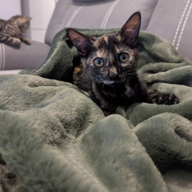 Photo of Paisley