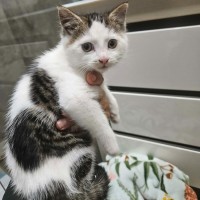 Photo of Bernie ** 2nd Chance Cat Rescue **