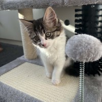 Photo of Katie *9 Lives Project Rescue*