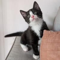 Photo of Spork
