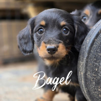 Photo of Bagel