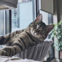 Photo of Cleo   In Foster In Melbourne