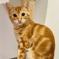 Photo of Kayak & Canoe