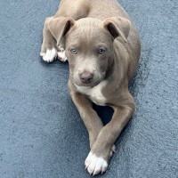 Photo of Bodhi 😎🐶