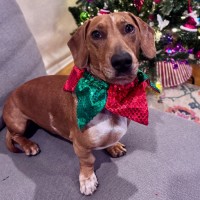 Photo of Snickerdoodle