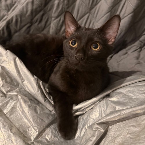 Berlioz - Domestic Short Hair (DSH) Cat