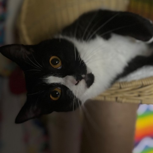 Erin  - Domestic Short Hair (DSH) Cat