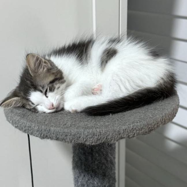 Photo of Pud