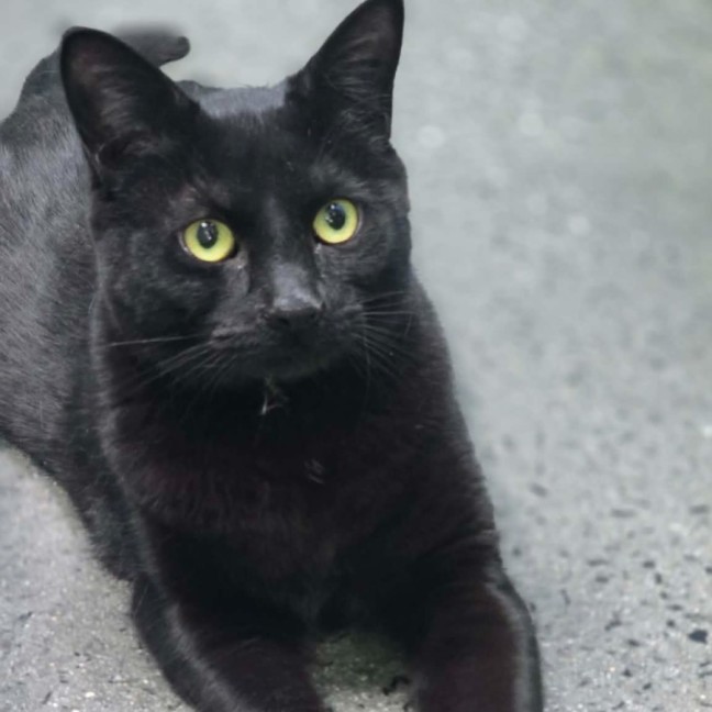 Photo of Whiskerella