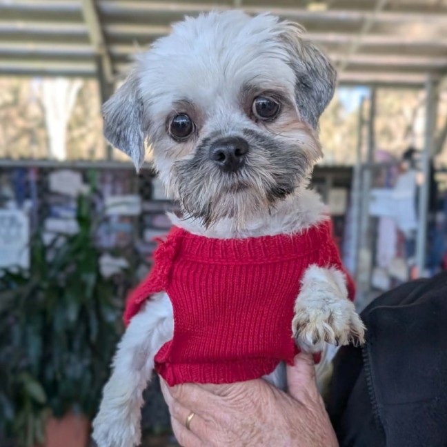 Photo of Willow
