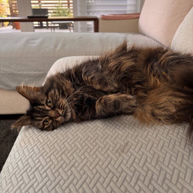 Photo of Lola