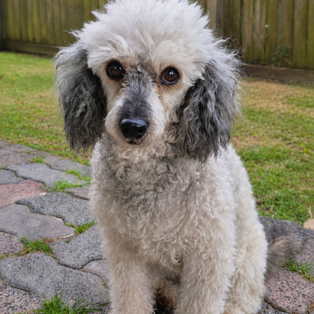 Photo of Luna