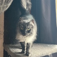 Photo of Smokey   Can Assist With Transporting To You