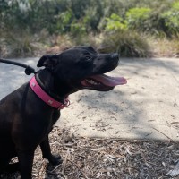 Photo of 🌿 Willow 5859 🌿