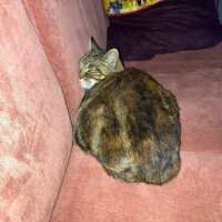 Photo of Dasha   Located In Northcote