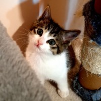 Photo of Echo