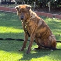 Photo of Melvin