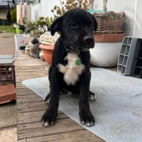 Photo of Jasper