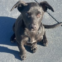 Photo of Trixie 🐶🦄