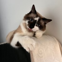 Photo of Smokey