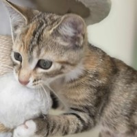 Photo of Toffee   In Foster Care In Healsville