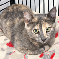 Photo of Smudge
