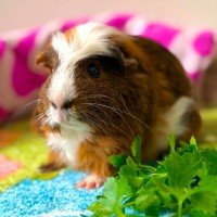 Photo of Chunk