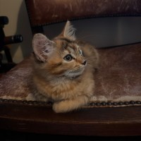 Photo of Francesca