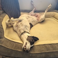 Photo of Maxie, The Greyhound