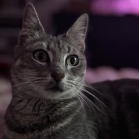 Photo of Bailey
