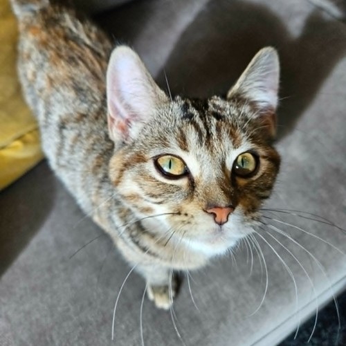 Shirley - Domestic Short Hair (DSH) Cat