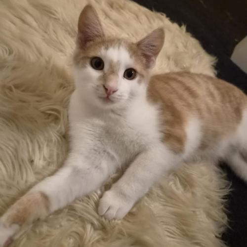 rusio - Domestic Short Hair (DSH) Cat