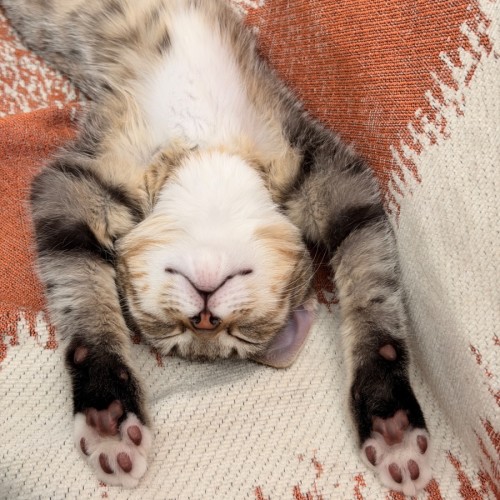 Miso- Meet me @ Petstock Prahran 29 Mar - Domestic Short Hair (DSH) Cat