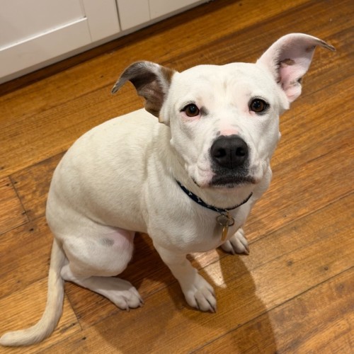 Luna Lovegood - Staffordshire Bull Terrier Dog