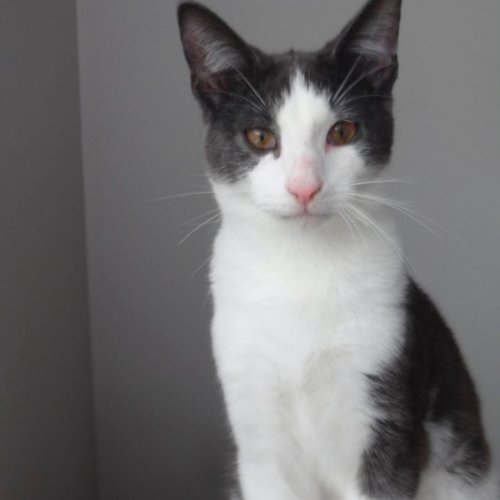 Frank - Domestic Short Hair (DSH) Cat