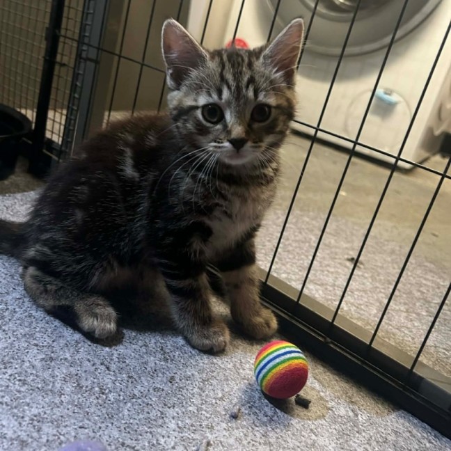 Photo of Nutella Storm 🍦 