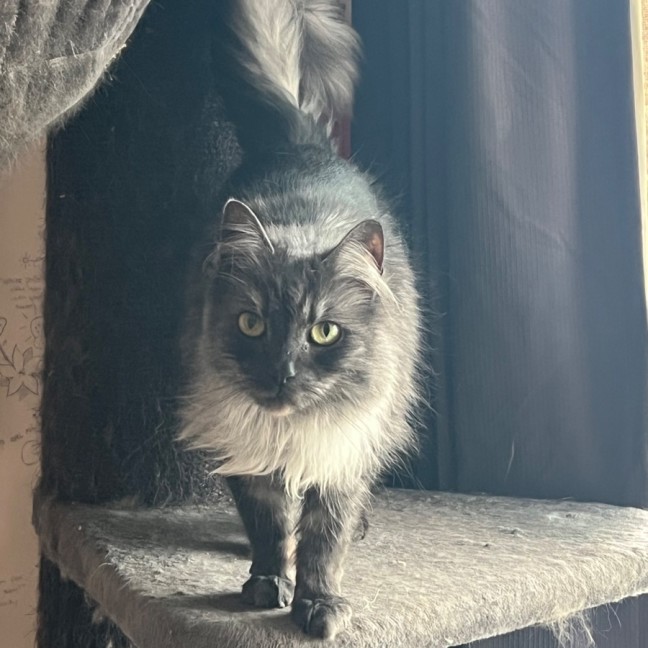 Photo of Smokey   Can Assist With Transporting To You